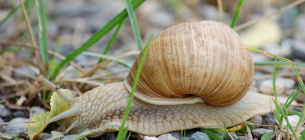 Інвазивні равлики в Австралії виробили стійкість до пестицидів Інвазивні равлики в Австралії виробили стійкість до пестицидів