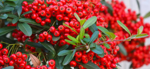 Фото: Gardeningetc.com