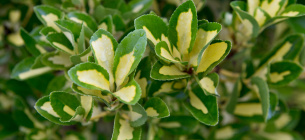 Фото: Gardenersworld.com