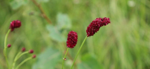 Родовик лікарський (Sanguisorba officinalis L.)