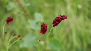 В НПП «Припять-Стоход» обнаружили новые места произрастания редких растений Родовик больничный (Sanguisorba officinalis L.)