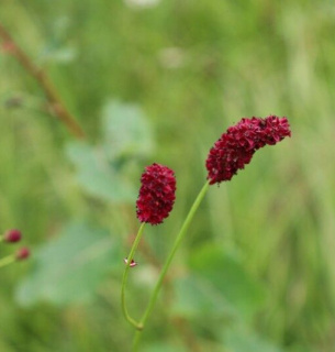 Родовик лікарський (Sanguisorba officinalis L.)