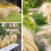 Фото: Gardenplantsonline.co.uk