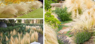 Фото: Gardenplantsonline.co.uk