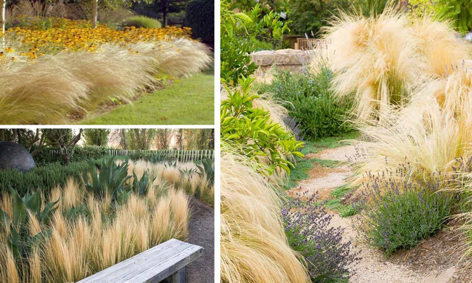 Фото: Gardenplantsonline.co.uk