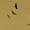 Фото: Pixabay