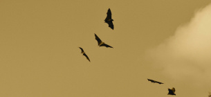 Міжнародна ніч кажанів: Україна долучається до європейської традиції Фото: Pixabay