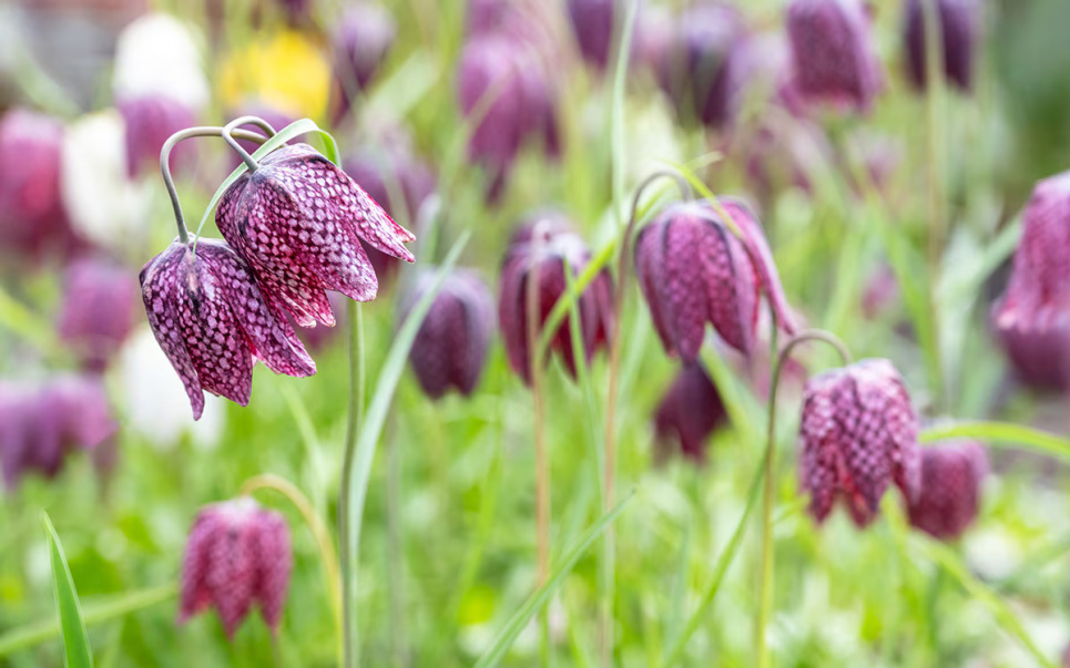 Корона для вашого саду: як вирощувати фрітиллярію Фото: Theenglishgarden.co.uk