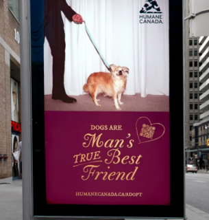 "Man's True Best Friend": Сабрина Карпентер и канадские приюты объединились ради собак "Man's True Best Friend": Сабрина Карпентер и канадские приюты объединились ради собак