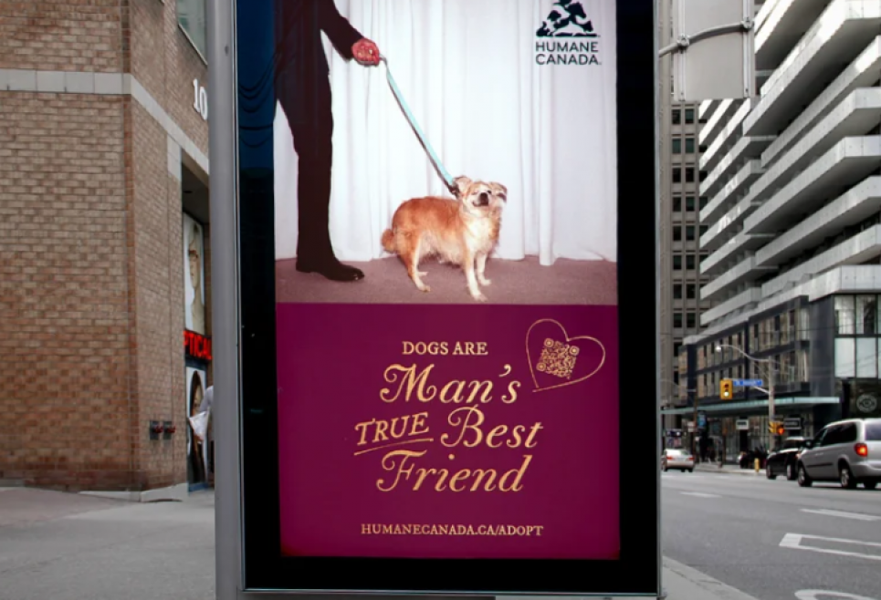 "Man's True Best Friend": Сабріна Карпентер та канадські притулки об'єдналися заради собак Фото: mmr.ua