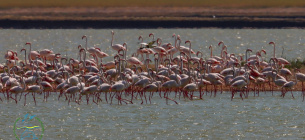 Через війну фламінго не змогли вивести потомство на Одещині Фото: Іван Русев