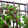 Фото: Theraleighbeergarden.com