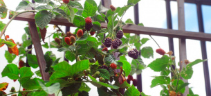 Фото: Theraleighbeergarden.com