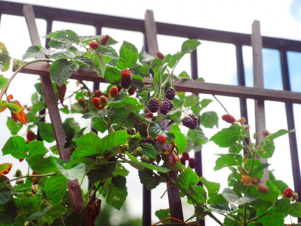 Фото: Theraleighbeergarden.com