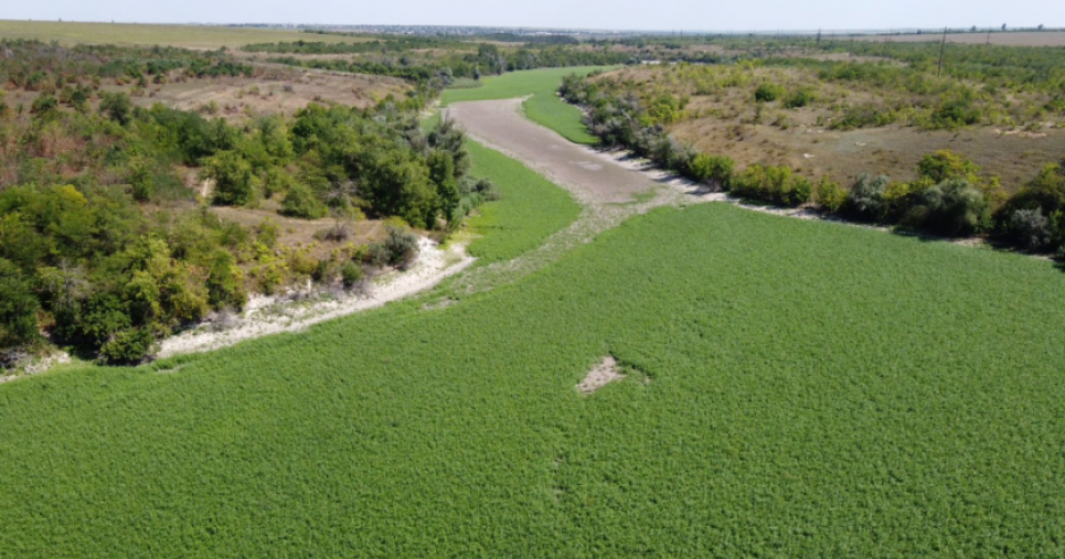 На дні Каховського моря ростуть ліси, але вчені попереджають про токсичну загрозу Фото: Сергій Скорик