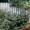 Фото: Landscapeplants.oregonstate.edu