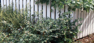 Фото: Landscapeplants.oregonstate.edu