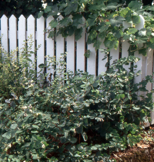 Универсальный снежноягодник: от осенних ягод до зимнего акцента Фото: Landscapeplants.oregonstate.edu