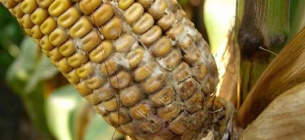 Біла гниль загрожує урожаю, як розпізнати небезпечний грибок на рослинах Фото: біла гниль