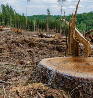 34 % лісів зникли назавжди за останні 20 років — дослідження Фото: Environmentamerica.org