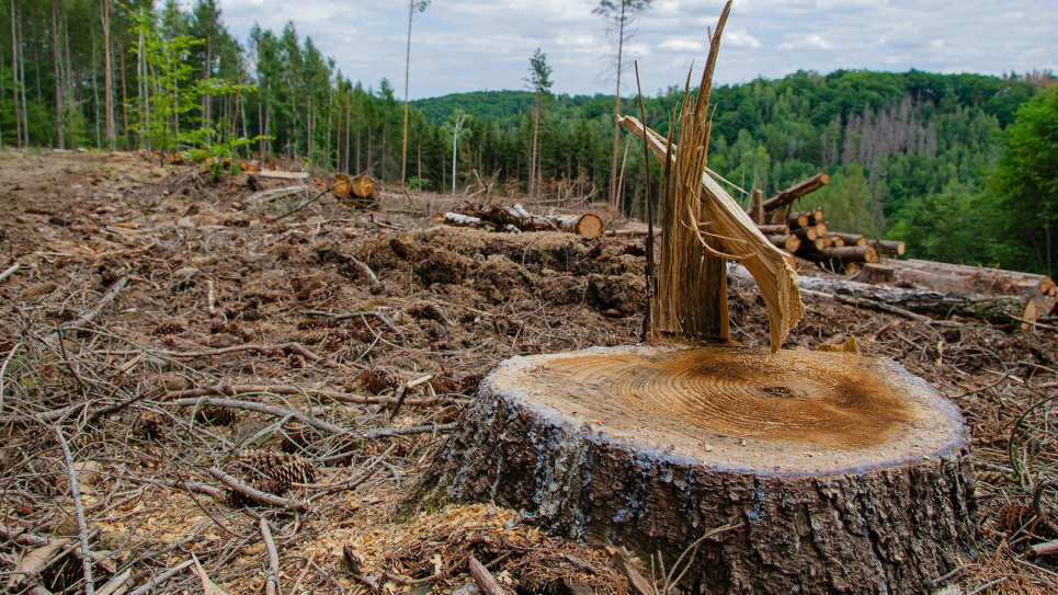 34 % лісів зникли назавжди за останні 20 років — дослідження Фото: Environmentamerica.org
