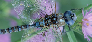 В Одеській області розпочався сезон активності синіх бабок Фото: cиня бабка