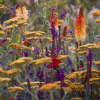 Фото: quickcrop.ie
