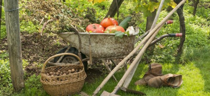 Підготовка до холодів: як доглядати за садом восени Осінній догляд за садом: ключові поради та роботи