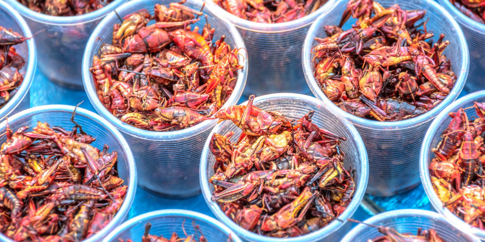 От древней традиции к теории заговора: как насекомые стали эпицентром конспирологии Чапулинес. Фото: Depositphotos