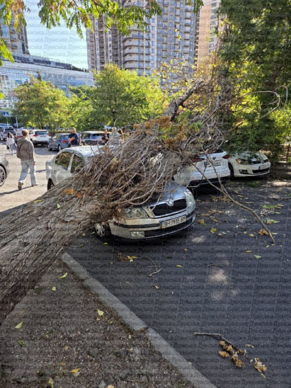 В Одесі дерево впало на автівки: водії судитимуться за компенсацію Фото: Думська
