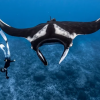 Фото: Manta Trust
