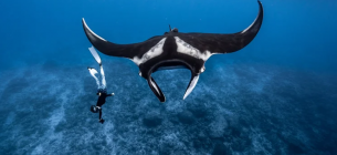 Таємниці манти: морські «ангели» у центрі уваги Фото: Manta Trust