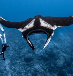 Фото: Manta Trust