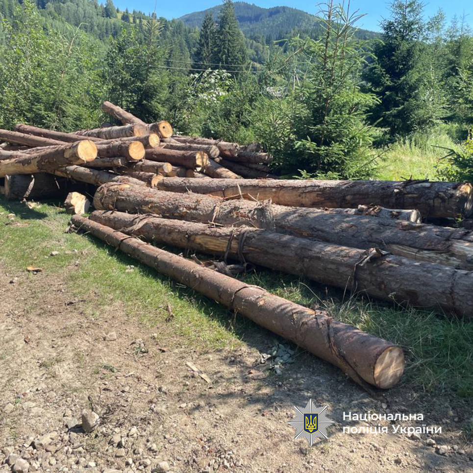 В Прикарпатье раскрыта схема чиновников: уничтожено 13 тыс. деревьев в нацпарке на 697 млн грн Фото: Националная полиция Украины