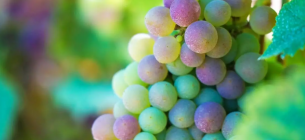 Міжнародний день вина Гренаш: свято сонячного вина, яке об’єднує винні регіони світу Міжнародний день вина Гренаш 2025 – історія та традиції сорту