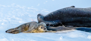 Антарктида вітає поповнення: біля станції "Вернадський" народилися перші тюленятка Фото: фейсбук/національний антарктичний науковий центр