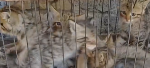 Дитинчат лісової кішки випустять у заповіднику на Одещині Фото: скріншот з відео