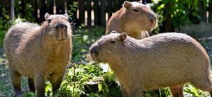 День сільськогосподарських тварин. Фото: Капібара / Kuiv Zoo