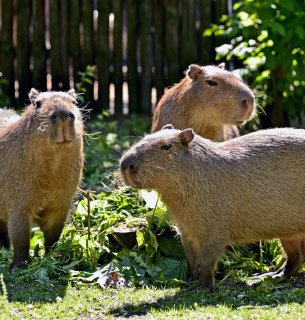 День сільськогосподарських тварин. Фото: Капібара / Kuiv Zoo