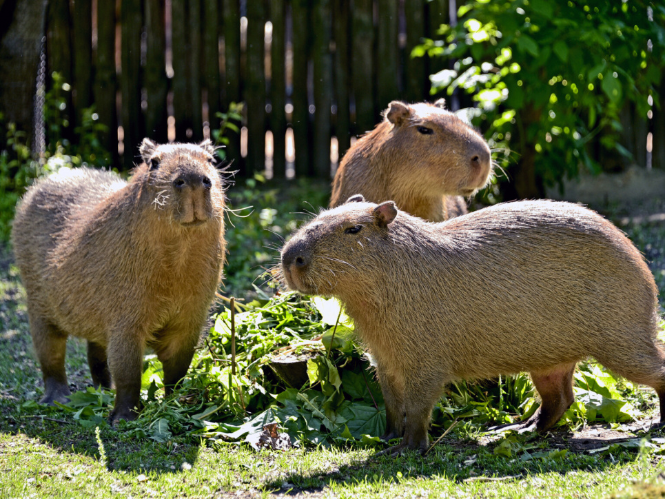 День сільськогосподарських тварин. Фото: Капібара / Kuiv Zoo