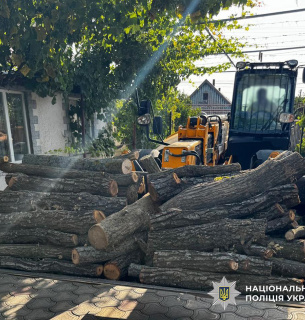 На Одещині судитимуть чоловіків за незаконну вирубку дерев на 600 тисяч гривень