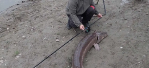 У басейні Дунаю помітили осетра, якого вважали назавжди втраченим (ФОТО) На фото: осетер шип, виловлений у Хорватії на річці Драва (@ 24sata.hr)