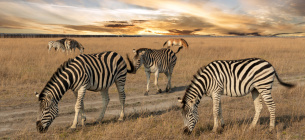 Асканія-Нова: затверджено нову назву відомого селища на Херсонщині Асканія-Нова змінює назву: Комісія затвердила нову форму