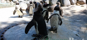 Не Антарктидою єдиною: день африканських пінгвінів Міжнародний день африканських пінгвінів — чому варто захищати цей вид