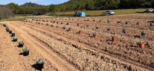 Французькі винороби адаптуються до посухи, замінюючи виноградники на агаву Фото: Radio France - Joséphine Ortuno