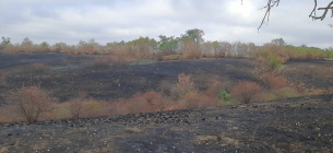 Екологічні збитки заповідного фонду Херсонщини перевищили 782 мільярди Екологічні збитки заповідного фонду Херсонщини сягнули 782 млрд грн через війну