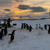 7 тисяч на 1 км2: до станції "Вернадський" повернулися субантарктичні пінгвіни. Фото: Зоя Швидка