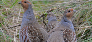 У Чорнобильському заповіднику різко зросла чисельність рідкісних птахів Фото Сергія Домашевського