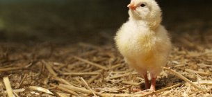 Закарпатське «пітятко» стало мовним хітом радіодиктанту національної єдності