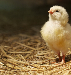 Закарпатське «пітятко» стало мовним хітом радіодиктанту національної єдності